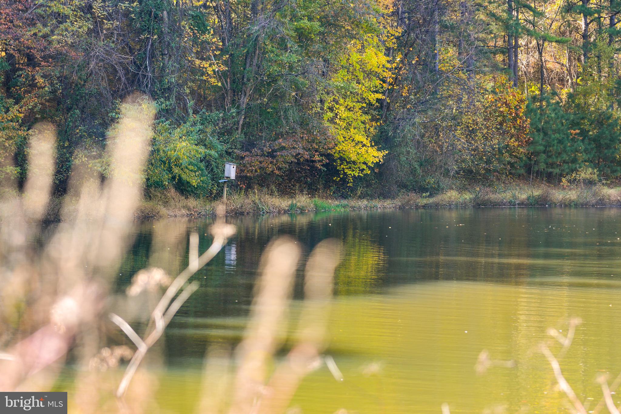 7144 Ira Sears Road Adamstown, MD 21710 - Photo 3 of 149 Spring fed pond.