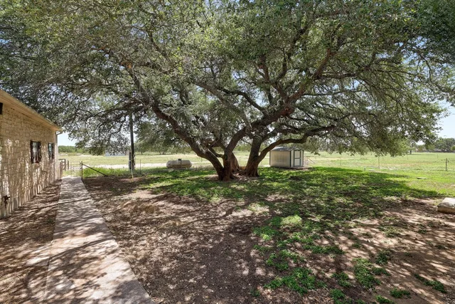 a view of a tree in the middle of a yard