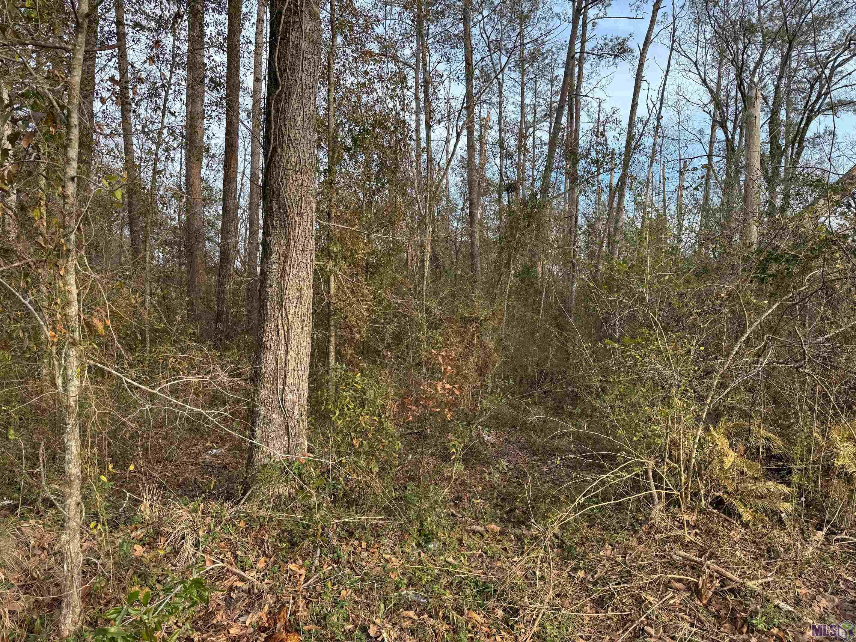 25420 Wisteria Lane Springfield, LA 70462 - Photo 2 of 4