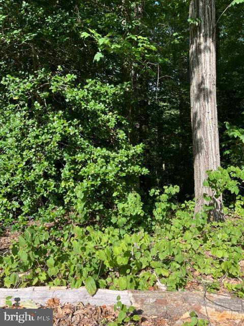 8202 Sycamore Road Lusby, MD 20657 - Photo 5 of 8 a view of a garden with plants