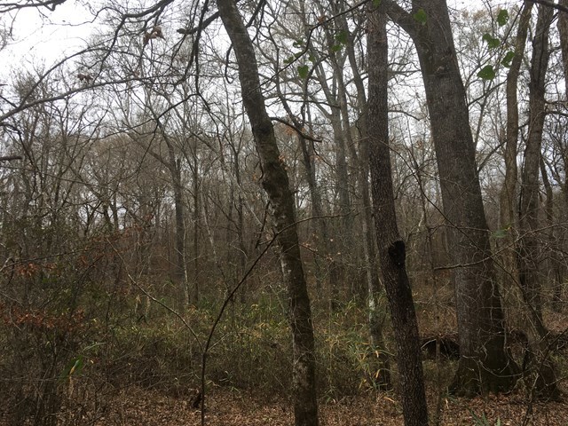 0 Damascus Church Road, Unit 12 Gray, GA 31032 - Photo 5 of 5 Additional Photo