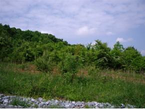 112 Hoyle Fender Road, Unit 7 Jonesborough, TN 37659 - Photo 5 of 8 Photo 5