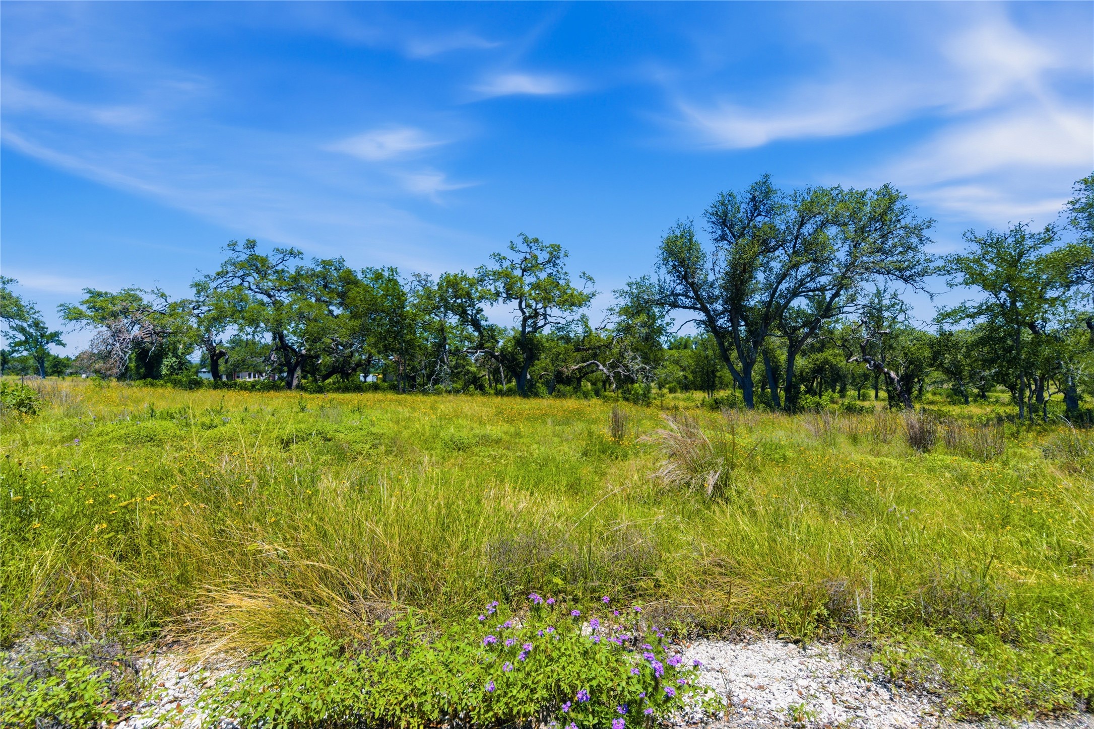 623 Whiskey Trail Blanco, TX 78606 - Photo 4 of 23 Mature trees and native foliage line this ready-to-build lot with lovely Texas wildflowers