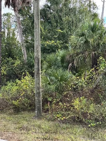 a view of a forest