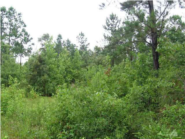 40 Smith Road Carthage, MS 39051 - Photo 2 of 4 Photo 2