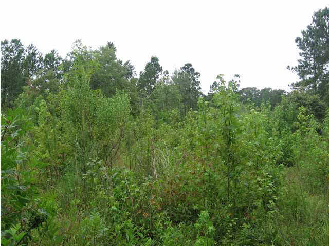 40 Smith Road Carthage, MS 39051 - Photo 3 of 4 Photo 3