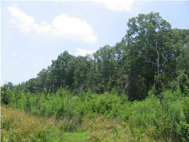 40 Smith Road Carthage, MS 39051 - Photo 4 of 4 Photo 4