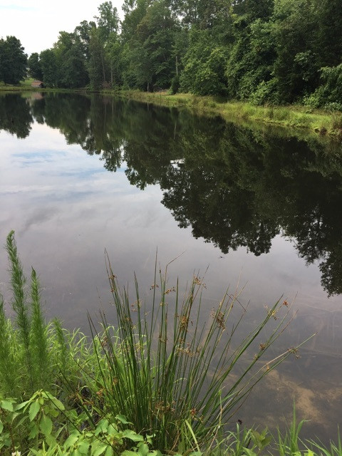 10015 Quail Roost Road Bahama, NC 27503 - Photo 10 of 10 view from back side of pond