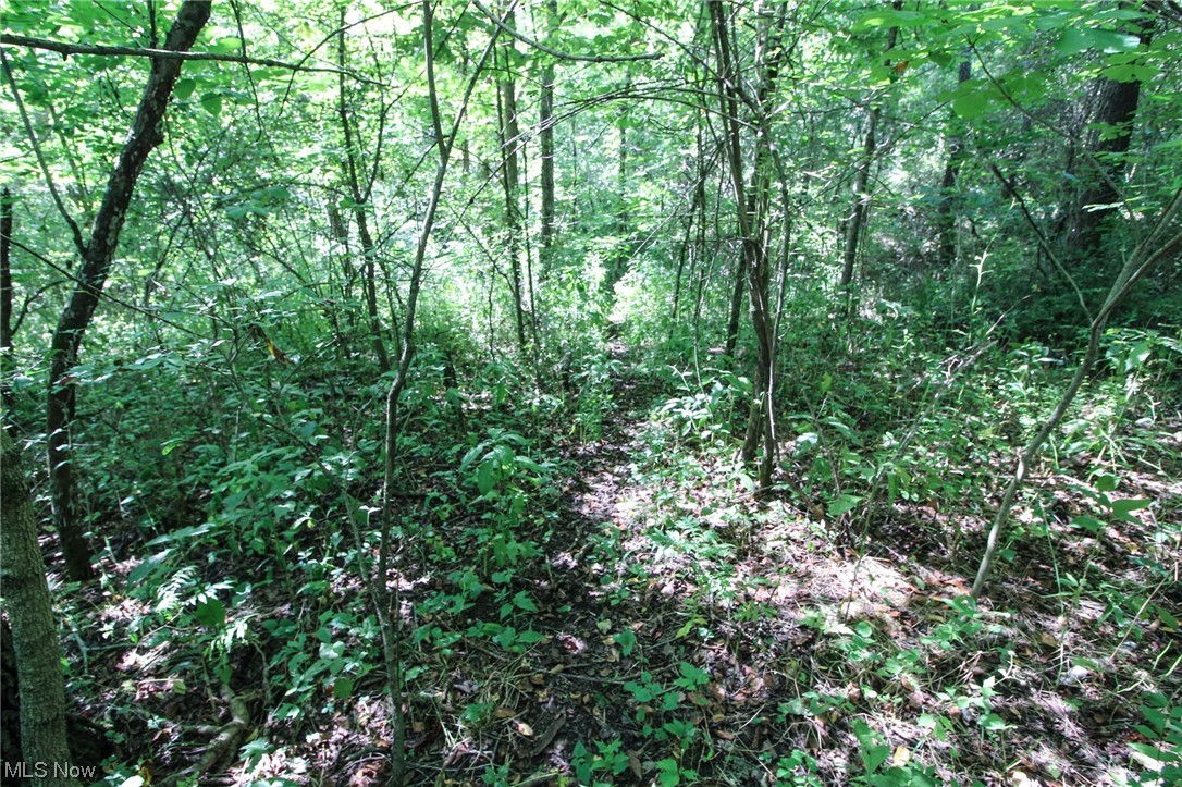 Dump Road Cadiz, OH 43907 - Photo 6 of 19 View of local wilderness