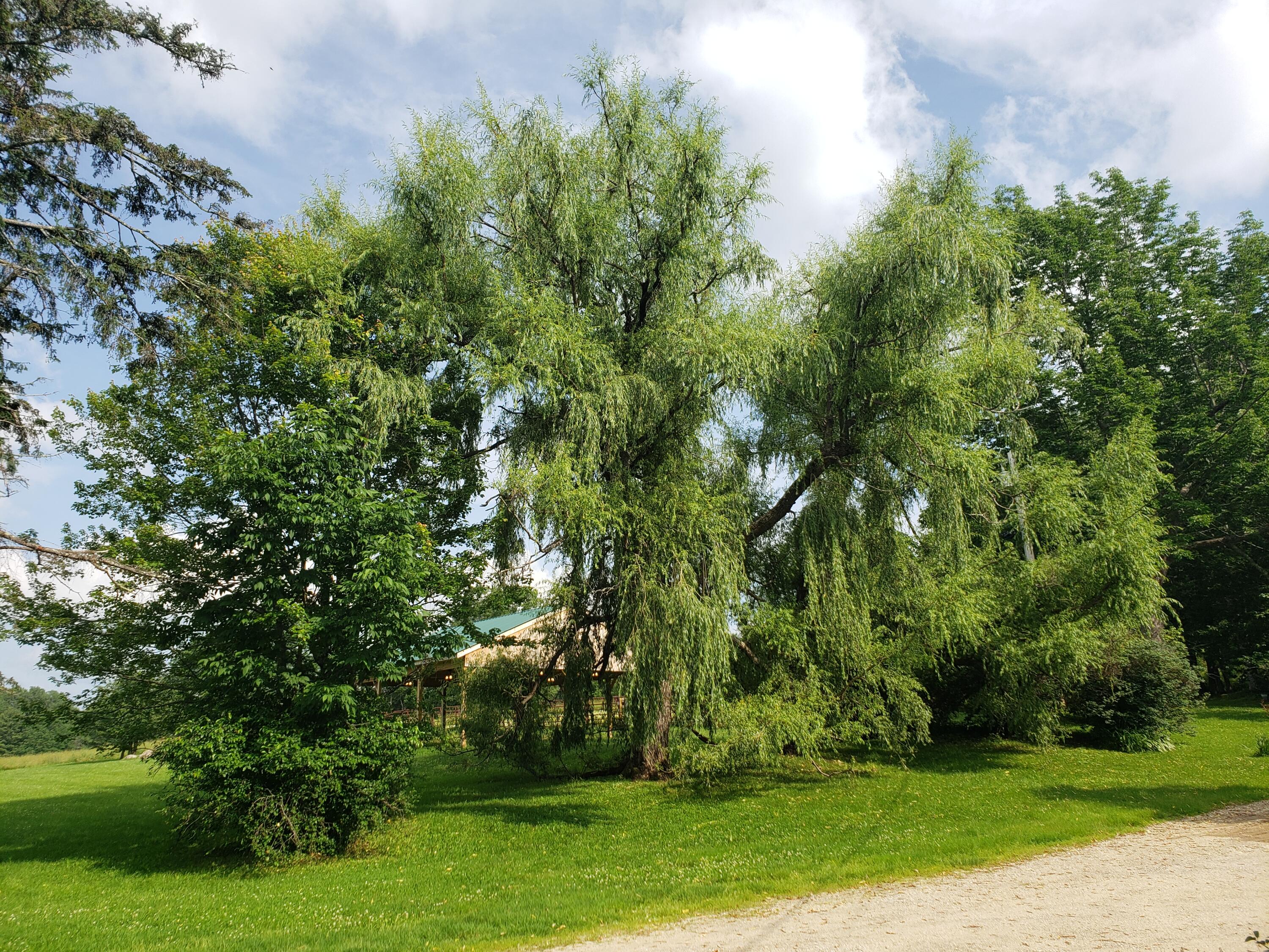 45 Barrett Road Sumner, ME 04292 - Photo 31 of 45 Willow tree