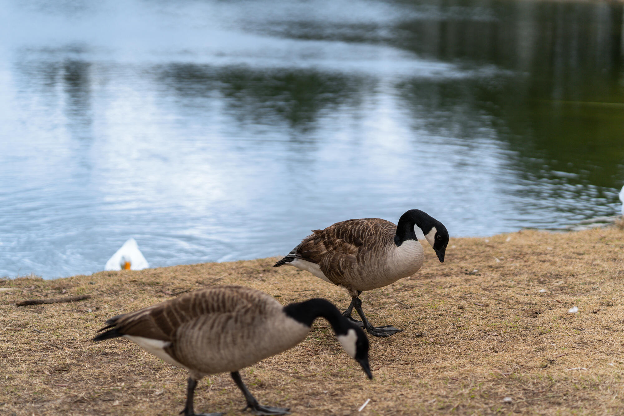 7224 Riverview Road Navarre, FL 32566 - Photo 66 of 75 holley by the sea park birds-003awp