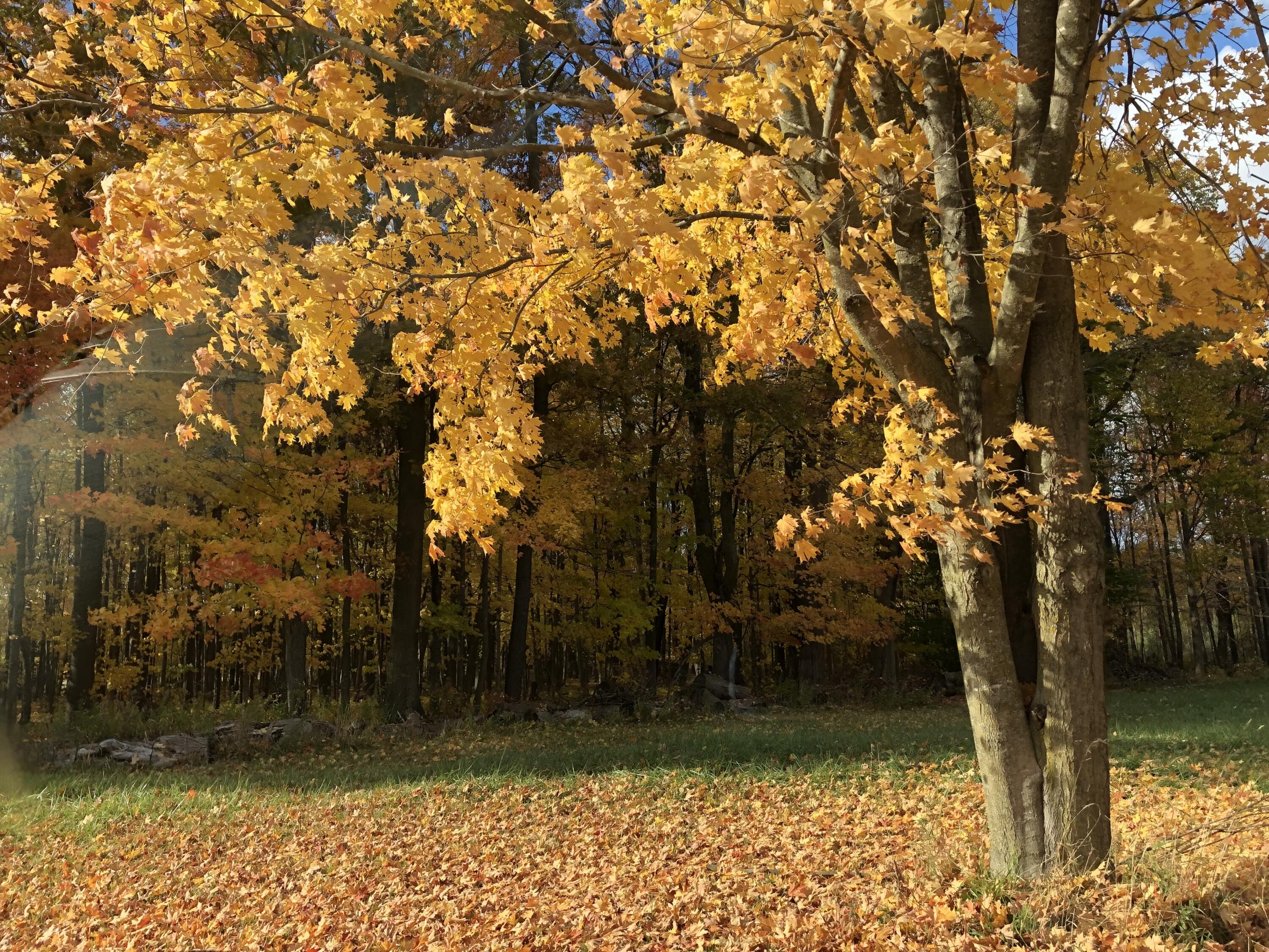 5057 North Bailey Road Coral, MI 49322 - Photo 30 of 33 IMG_4254