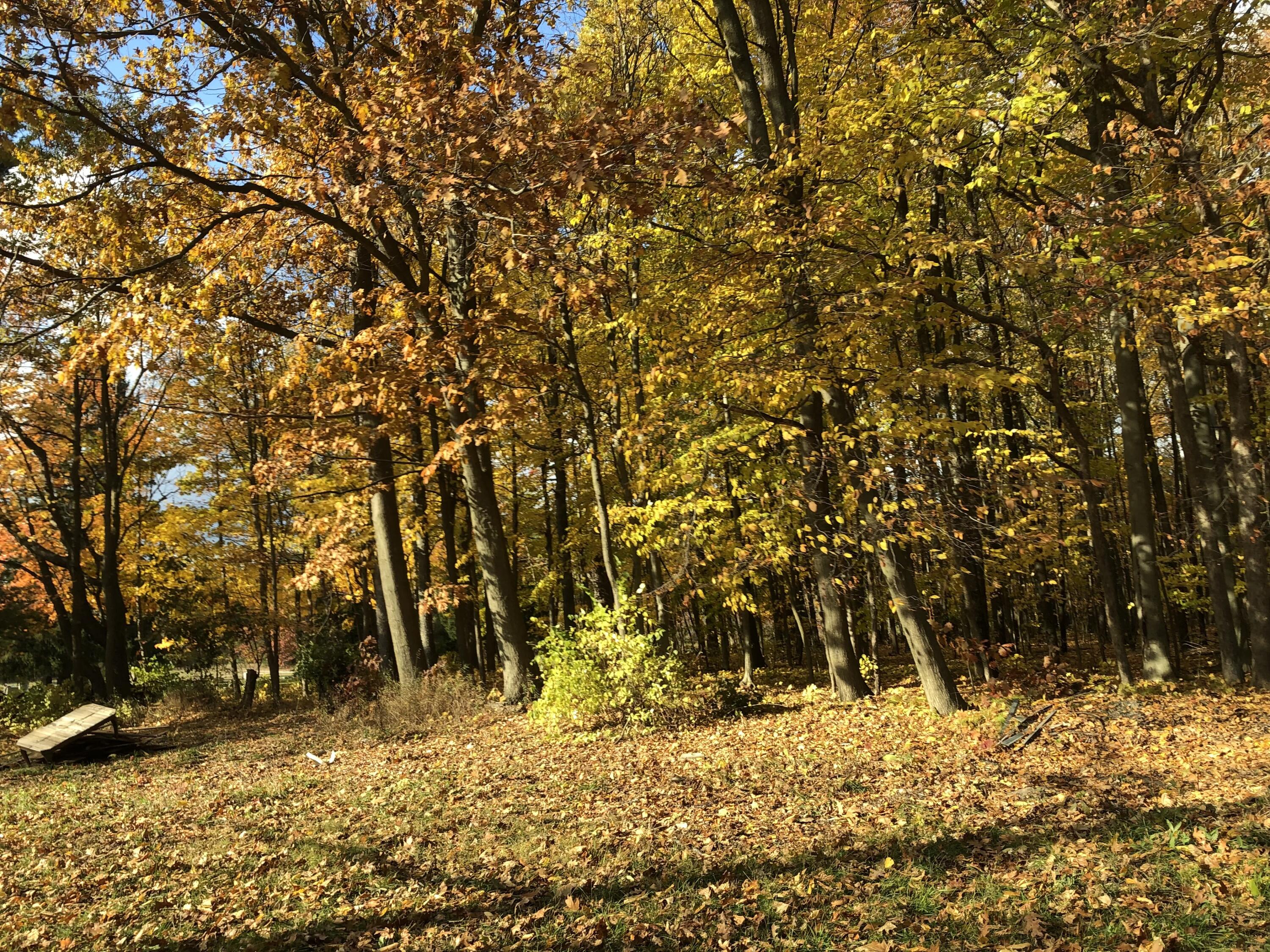 5057 North Bailey Road Coral, MI 49322 - Photo 31 of 33 IMG_4256