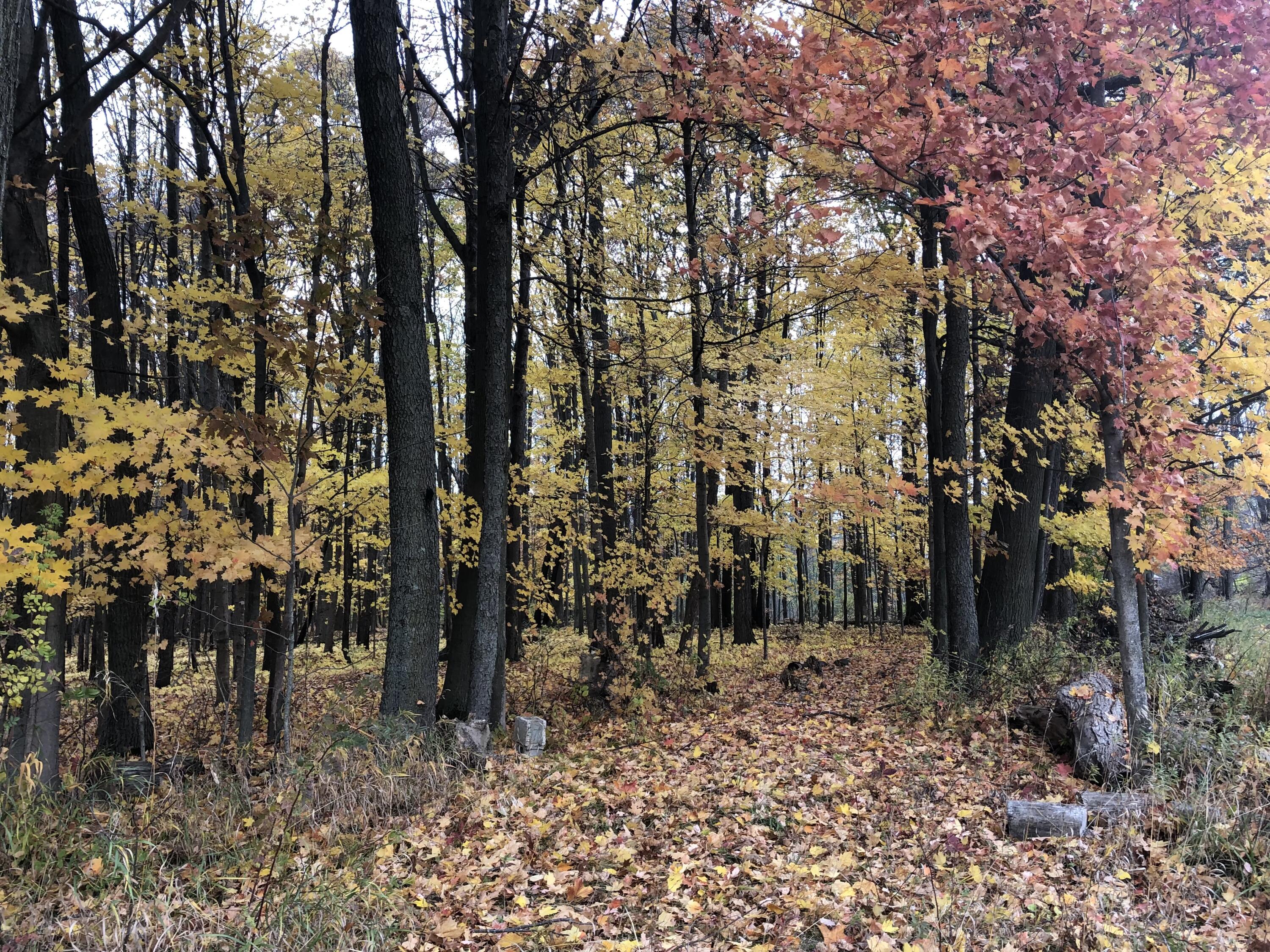 5057 North Bailey Road Coral, MI 49322 - Photo 32 of 33 IMG_4274