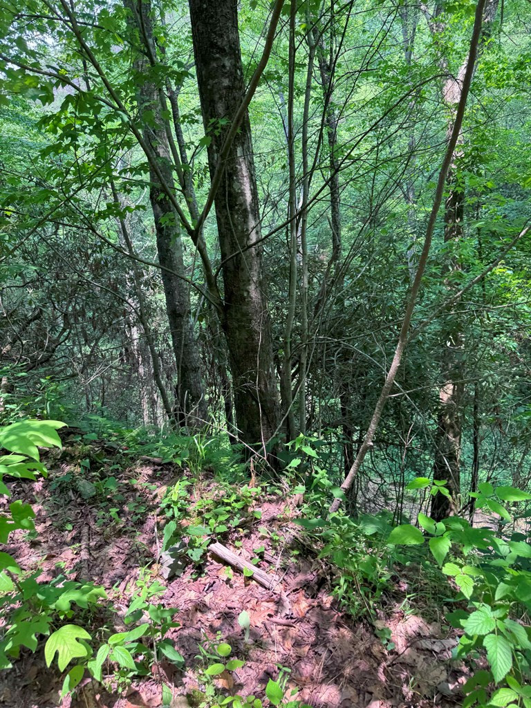 88-acres Bolden Branch Road Andrews, NC 28901 - Photo 16 of 34