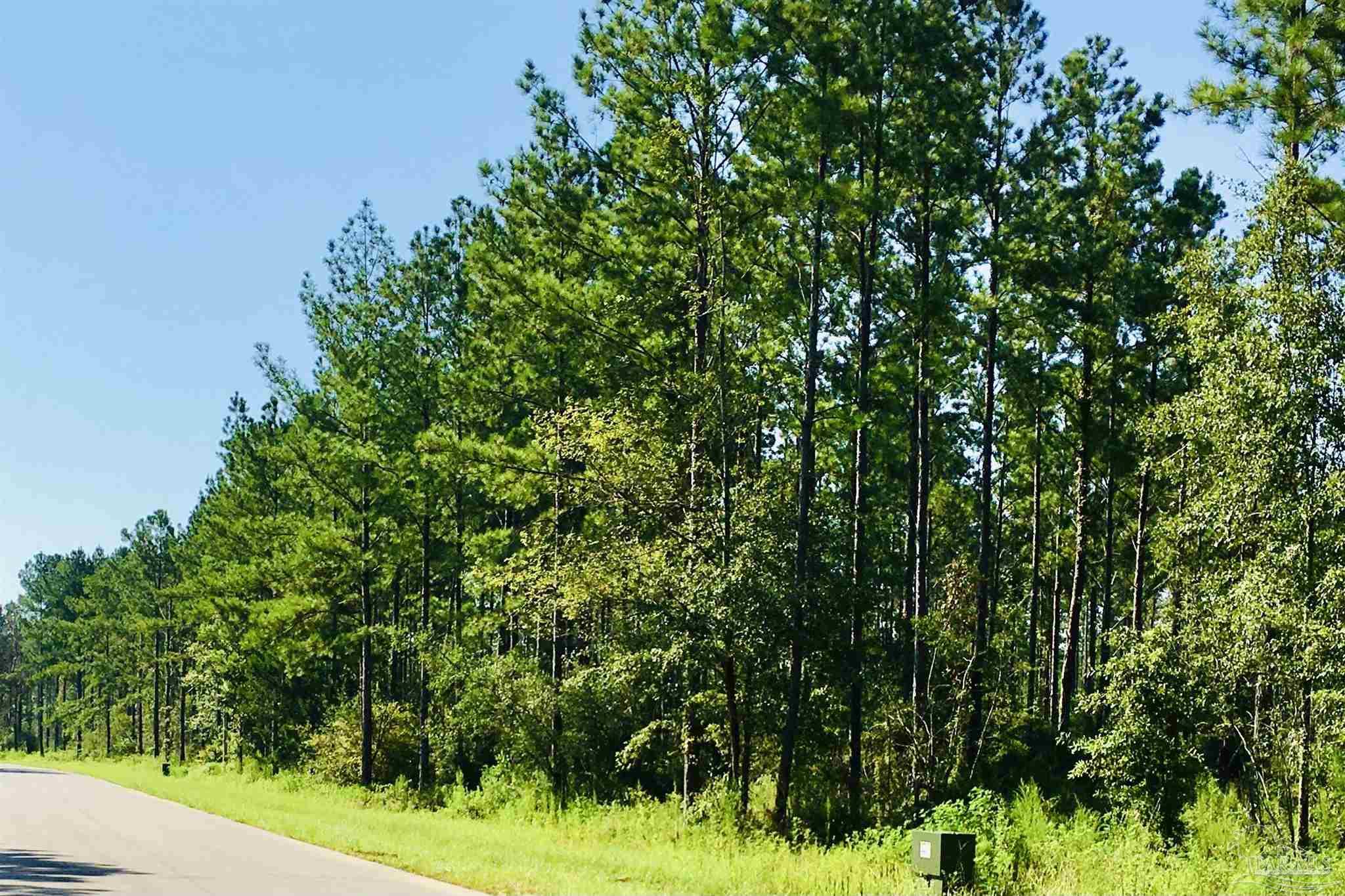 9209 Sage Frst Lane Pace, FL 32571 - Photo 13 of 26 a view of a lush green forest