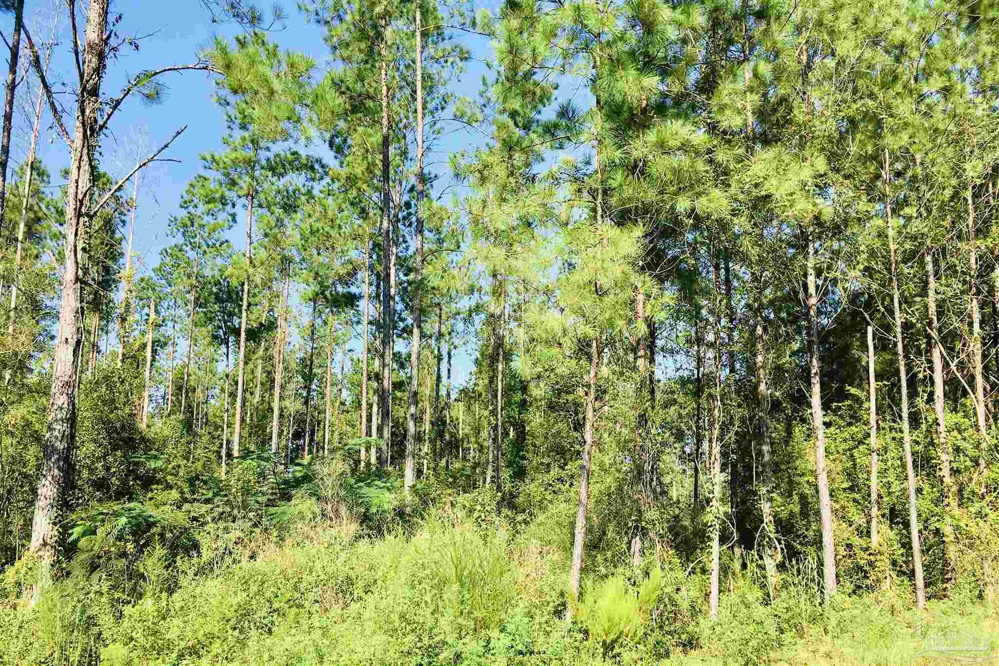 9209 Sage Frst Lane Pace, FL 32571 - Photo 14 of 26 a view of a garden