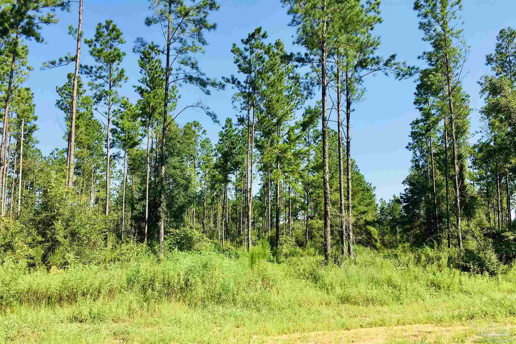 9209 Sage Frst Lane Pace, FL 32571 - Photo 16 of 26 a view of a garden