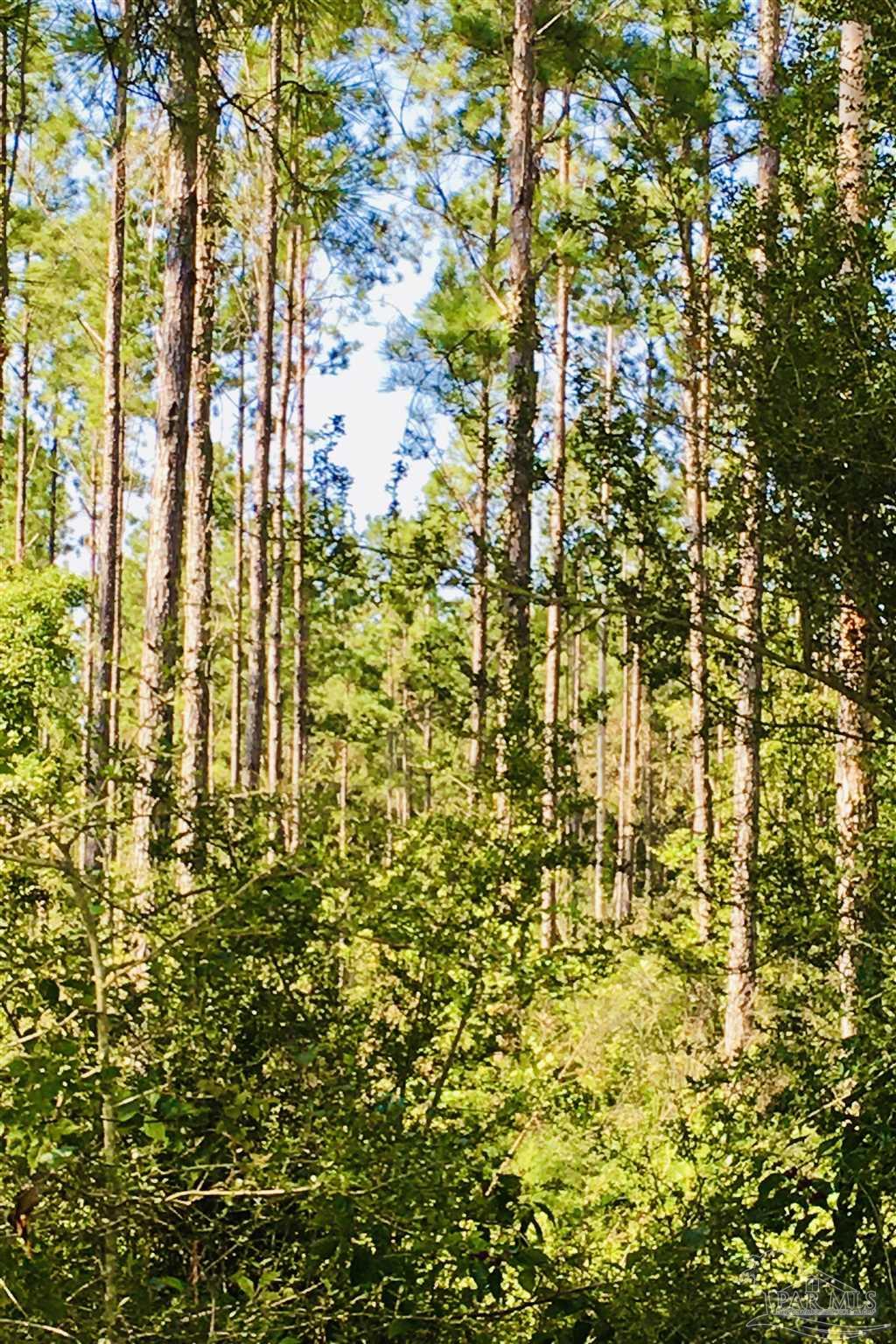 9209 Sage Frst Lane Pace, FL 32571 - Photo 17 of 26