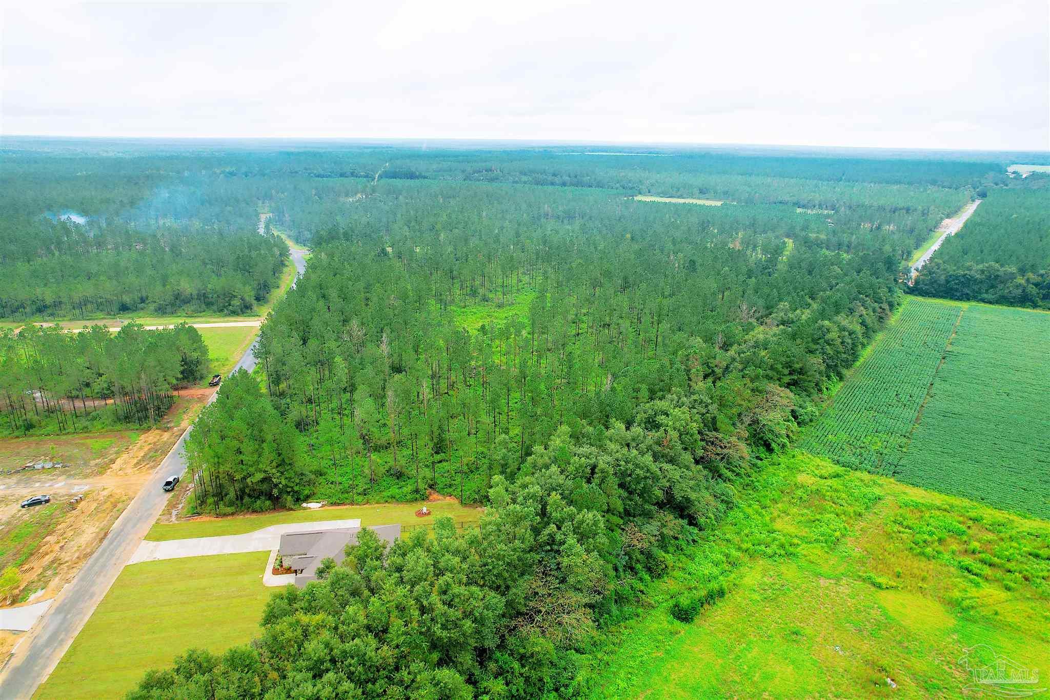 9209 Sage Frst Lane Pace, FL 32571 - Photo 5 of 26 a view of a green yard with large trees