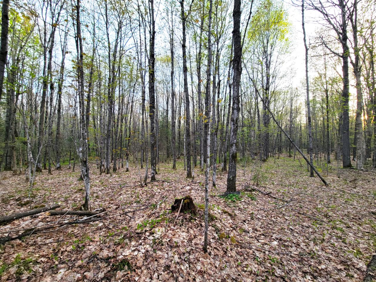Off Langford Lake Road, Unit 10 ACRES Rochester, MI 48309 - Photo 5 of 9 Gallery Image 5