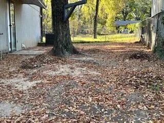 a view of a yard with plants and large trees