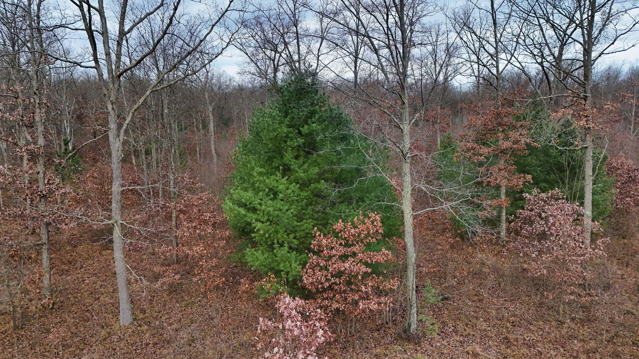 3728 North Custer Road Manistee, MI 49660 - Photo 2 of 31 27-web-or-mls-DJI_20241124095511_0219_D