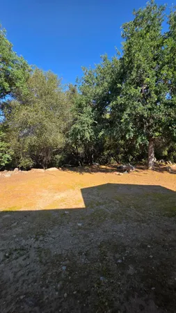a view of yard with large trees