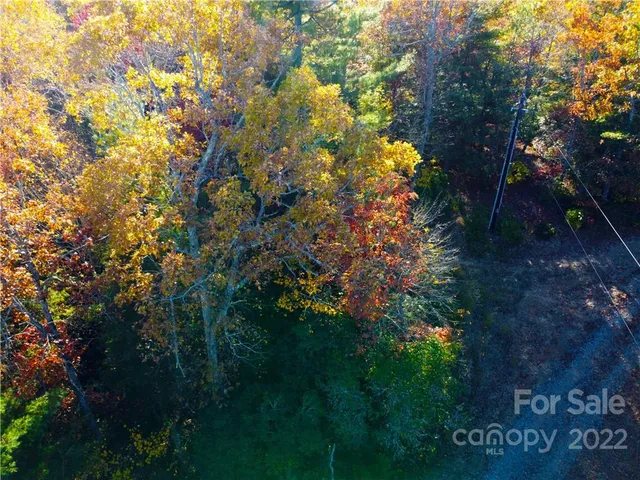 a view of a yard with plants and trees