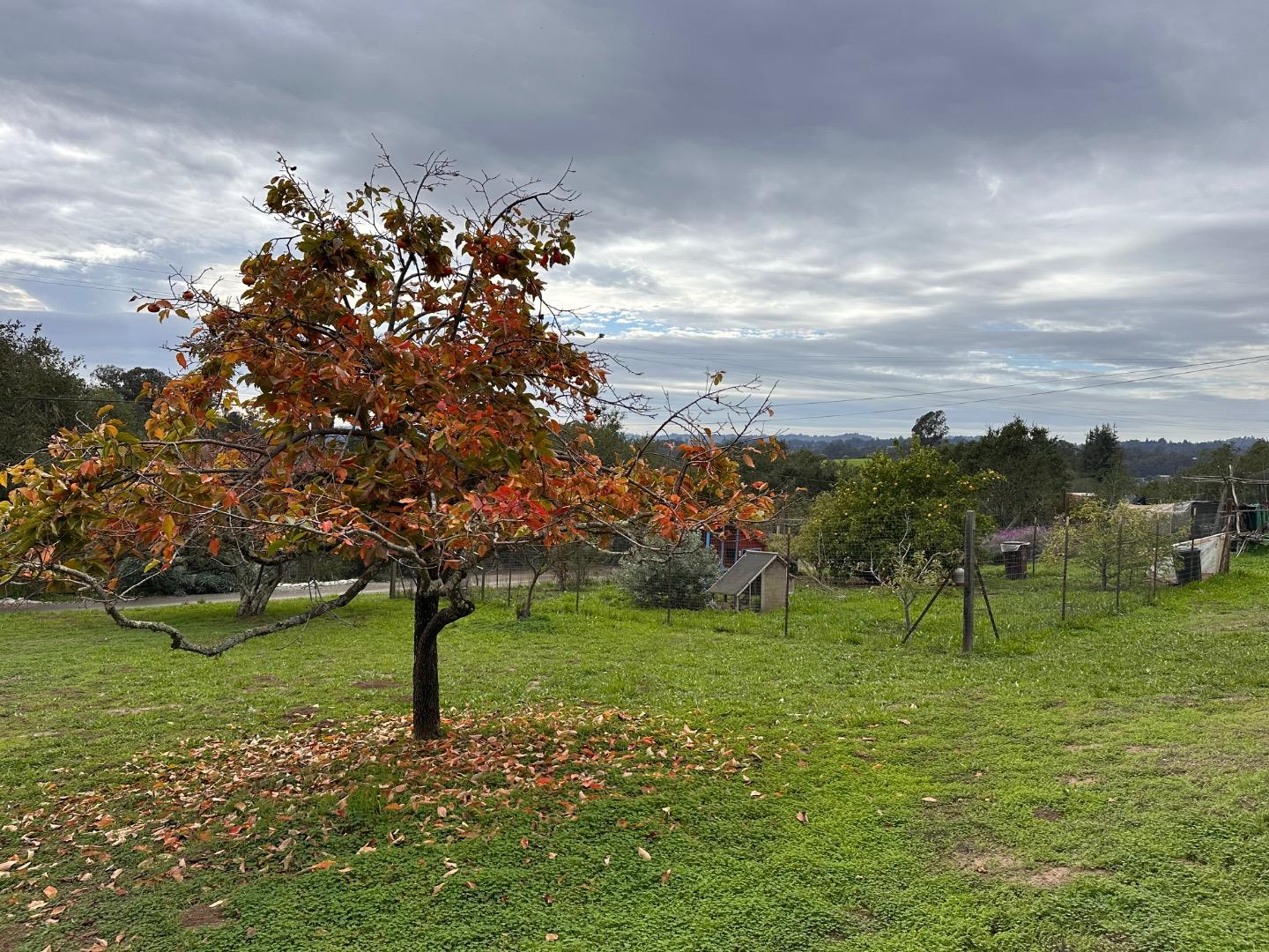 46 Valley View Road Watsonville, CA 95076 - Photo 41 of 55 a park with lots of trees and plants
