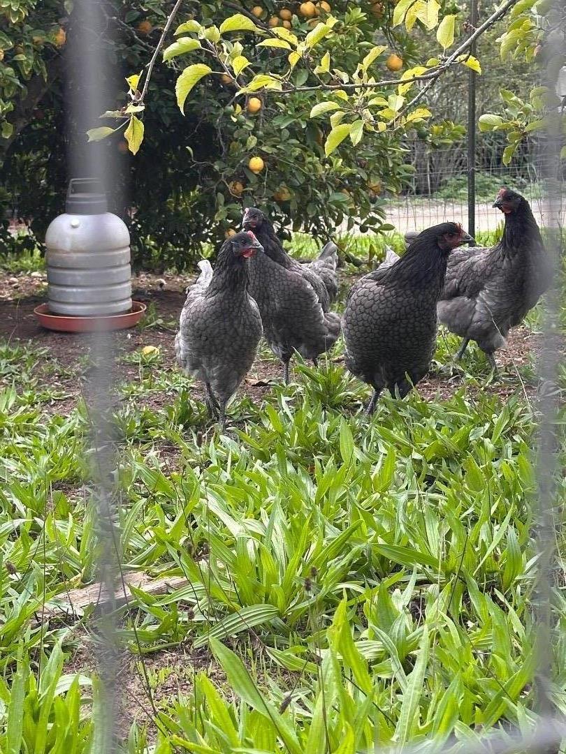 46 Valley View Road Watsonville, CA 95076 - Photo 49 of 55 a couple of potted plants sitting in a backyard of a house