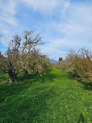 a view of a big yard with a large tree and plants