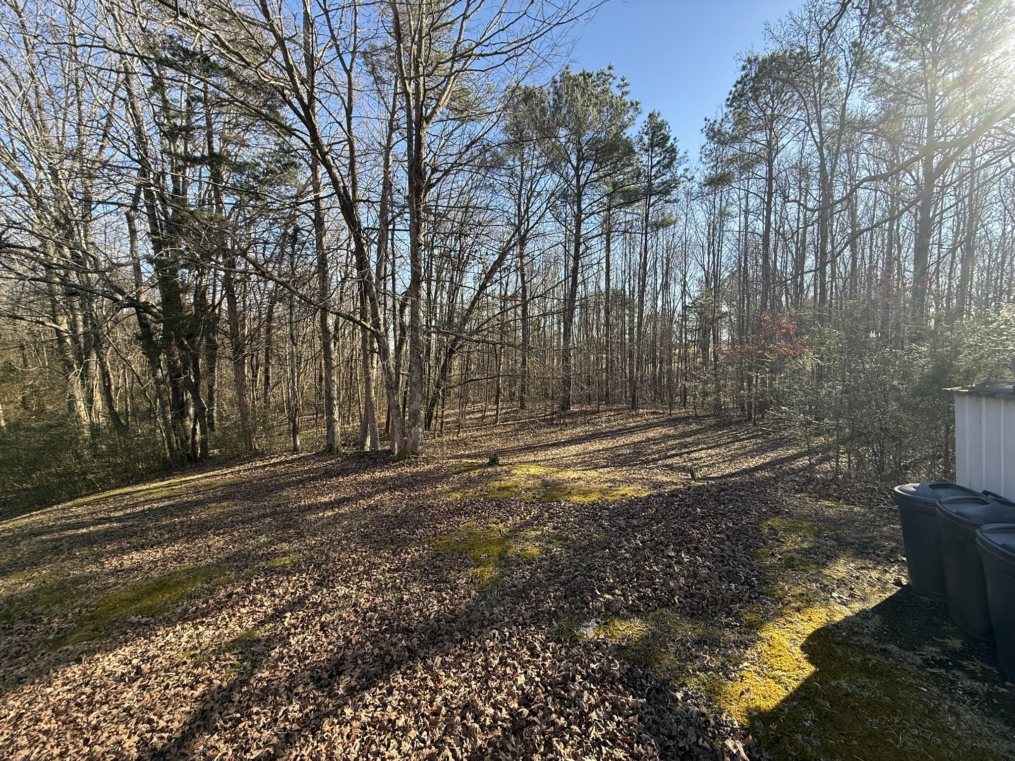 153 Lucas Road Eva, TN 38333 - Photo 7 of 10 a view of a yard with large trees
