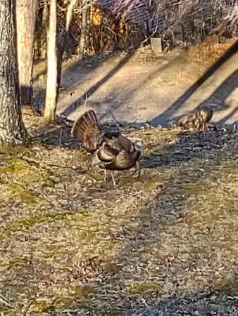 $399,900 | 124 Cold Branch Lane, Hayesville, NC 28904