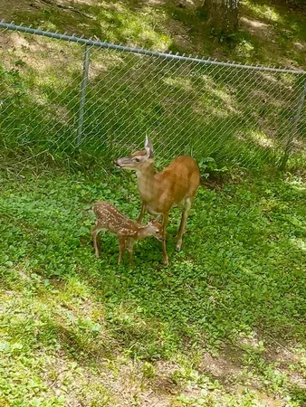 $399,900 | 124 Cold Branch Lane, Hayesville, NC 28904