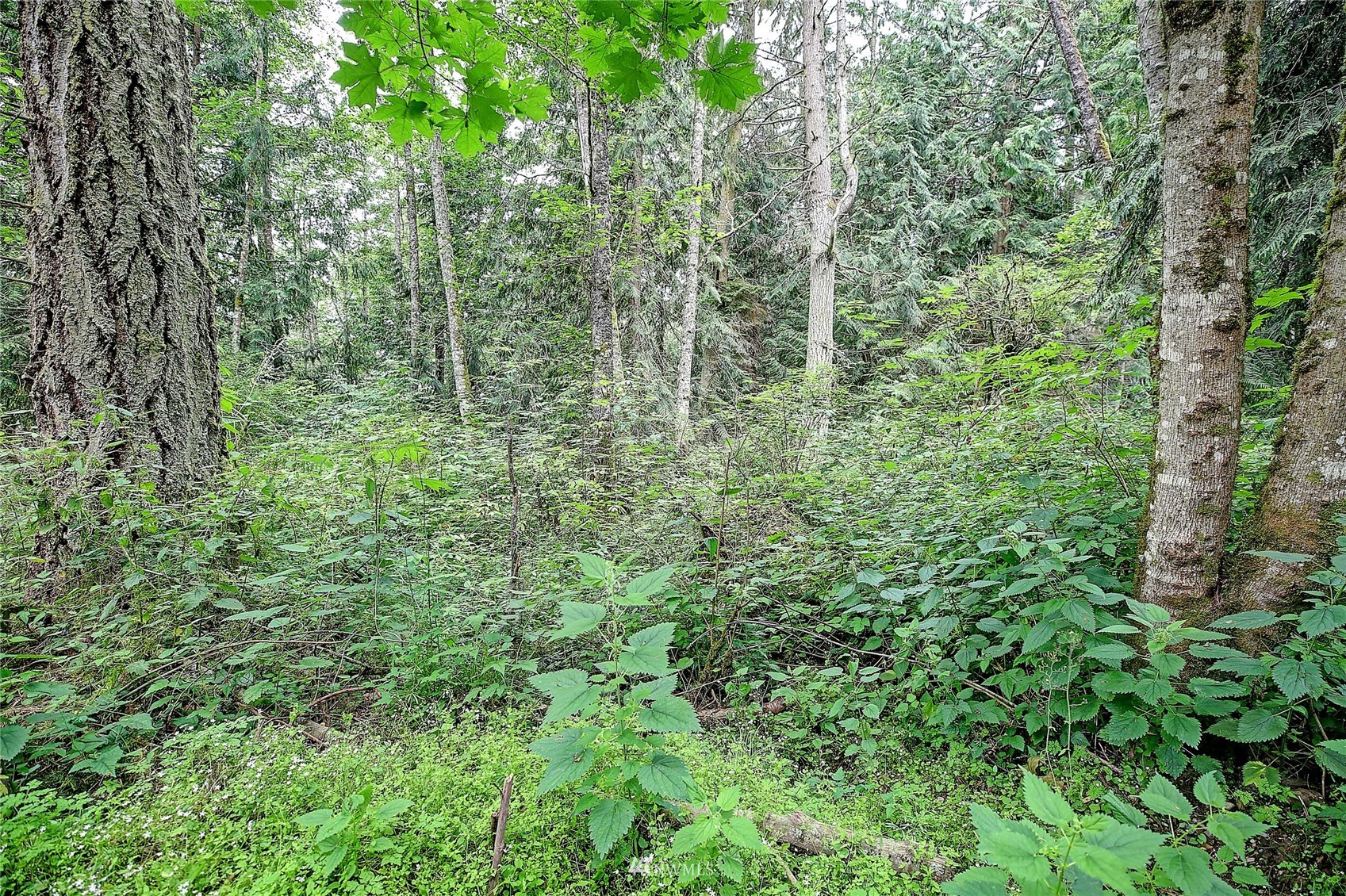 523 South Camano Ridge Road Camano Island, WA 98282 - Photo 13 of 16 Gallery Image 13
