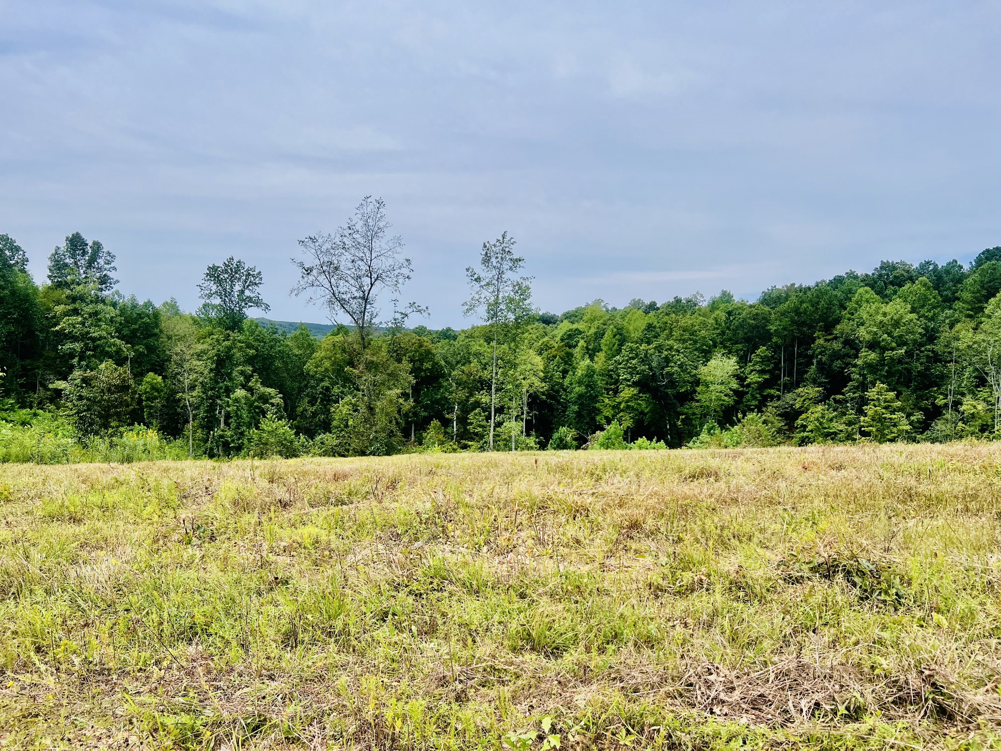 0 Kro Hollow Road Hohenwald, TN 38462 - Photo 11 of 14 a view of an outdoor space and a yard