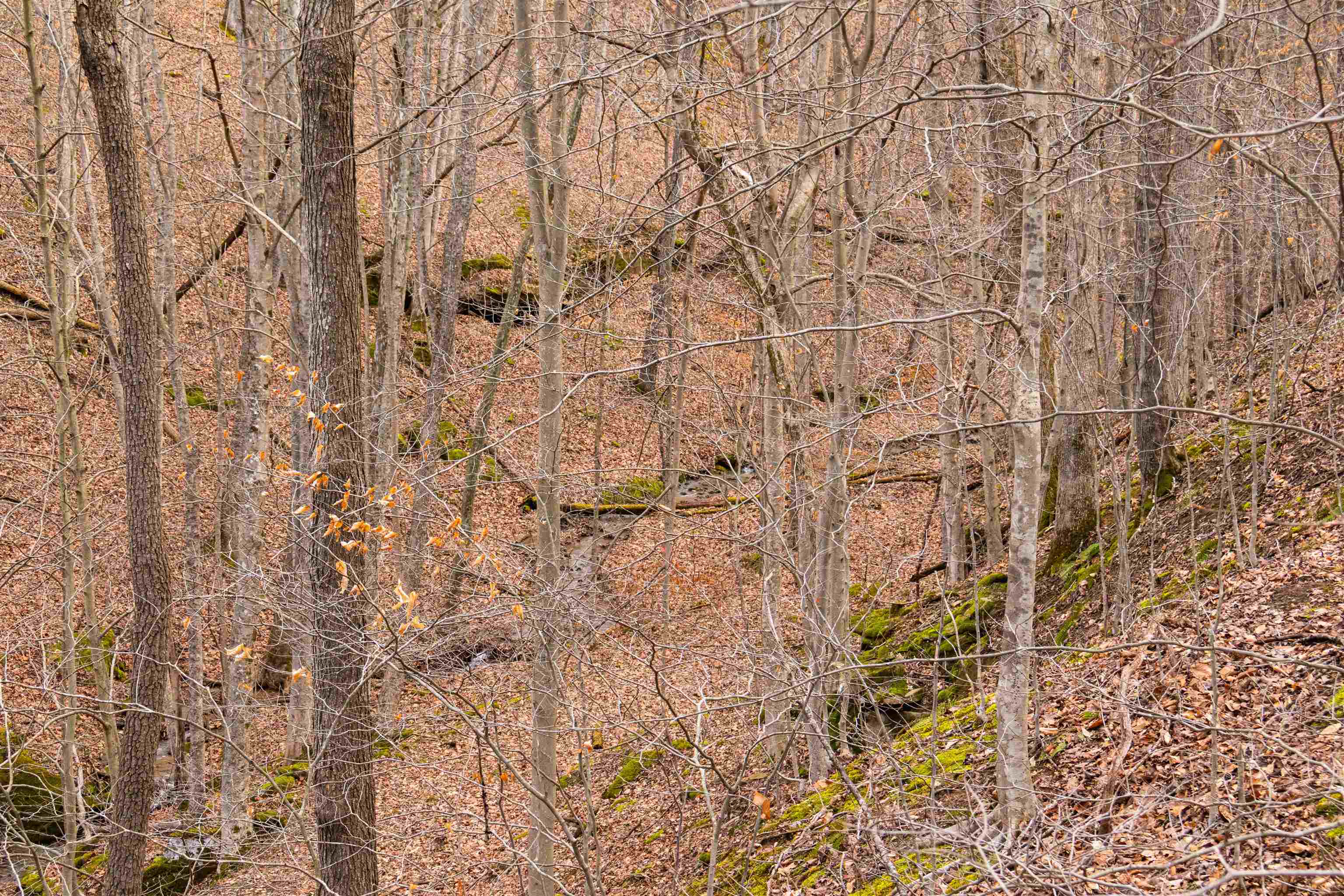 Bowen Creek Road Branchland, WV 25506 - Photo 9 of 14 Gallery Image 9