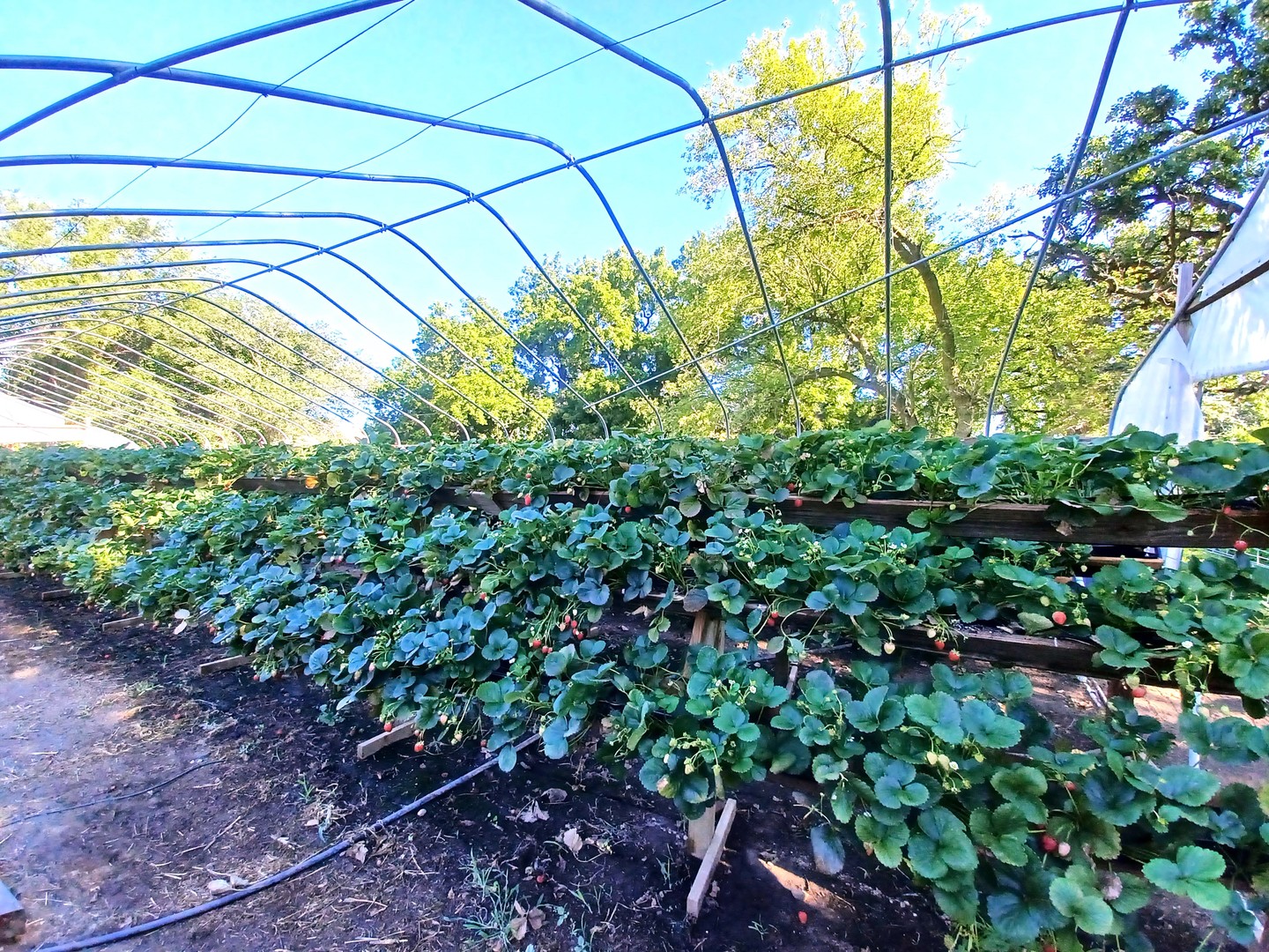 5215 Walkup Road Crystal Lake, IL 60012 - Photo 26 of 50