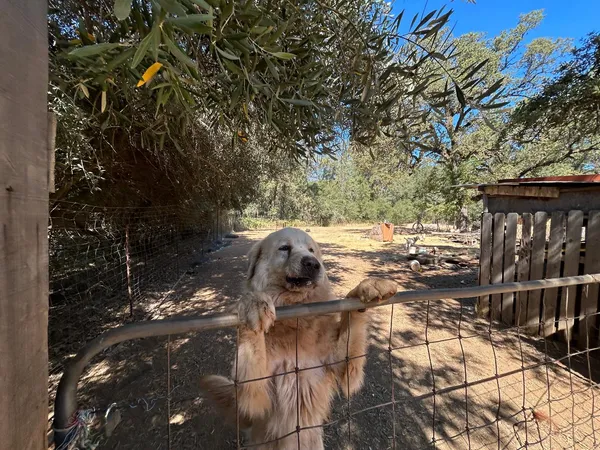 a view of backyard with green space