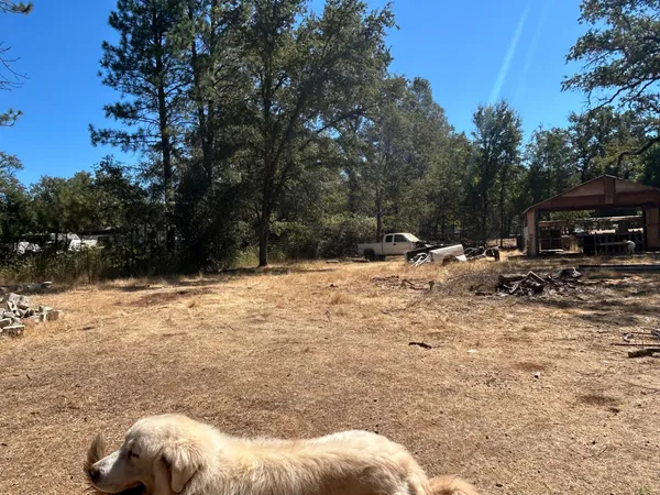a view of a yard with a tree