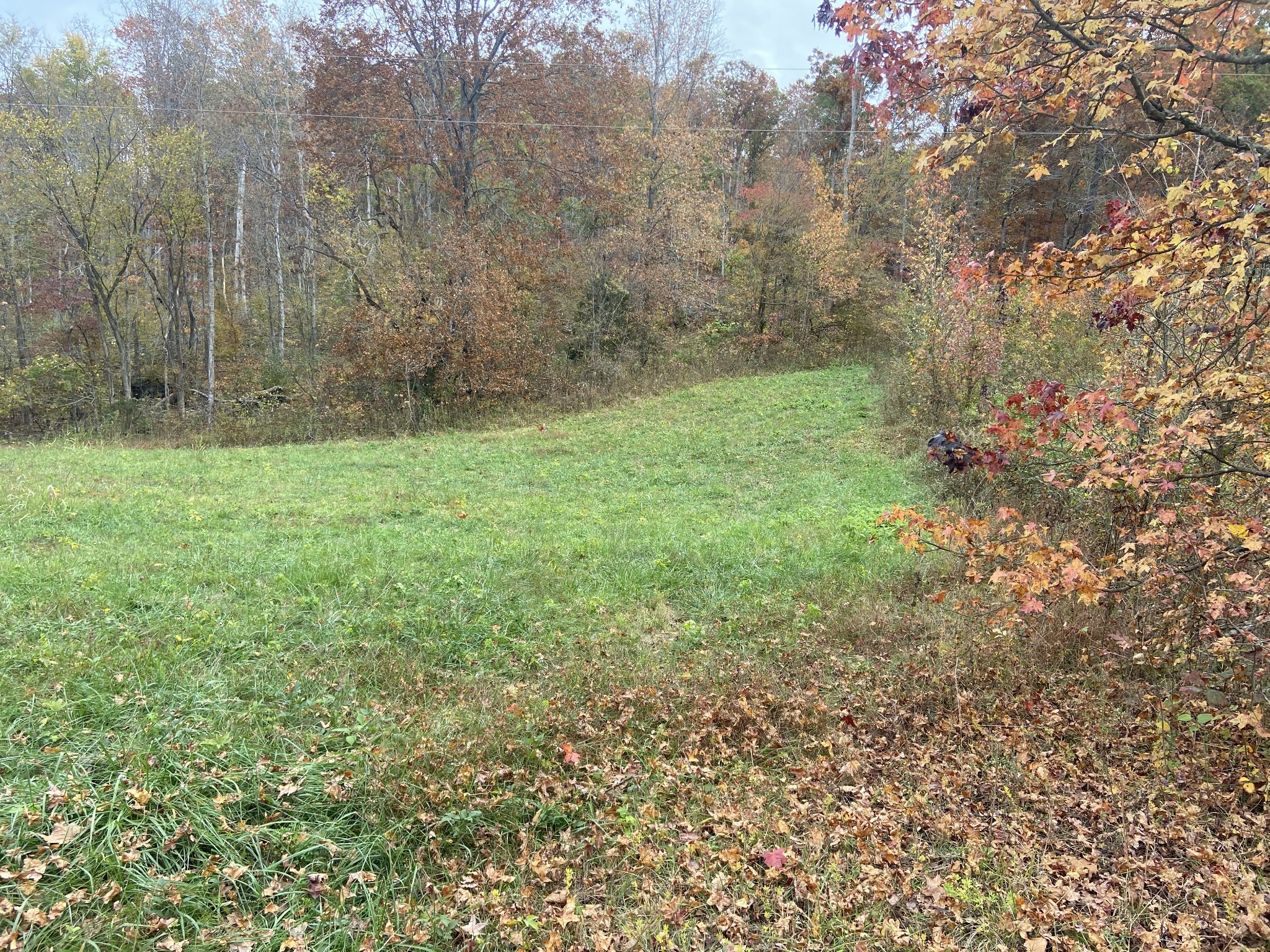 0 McCord Hollow Road Hohenwald, TN 38462 - Photo 12 of 33 Gallery Image 12