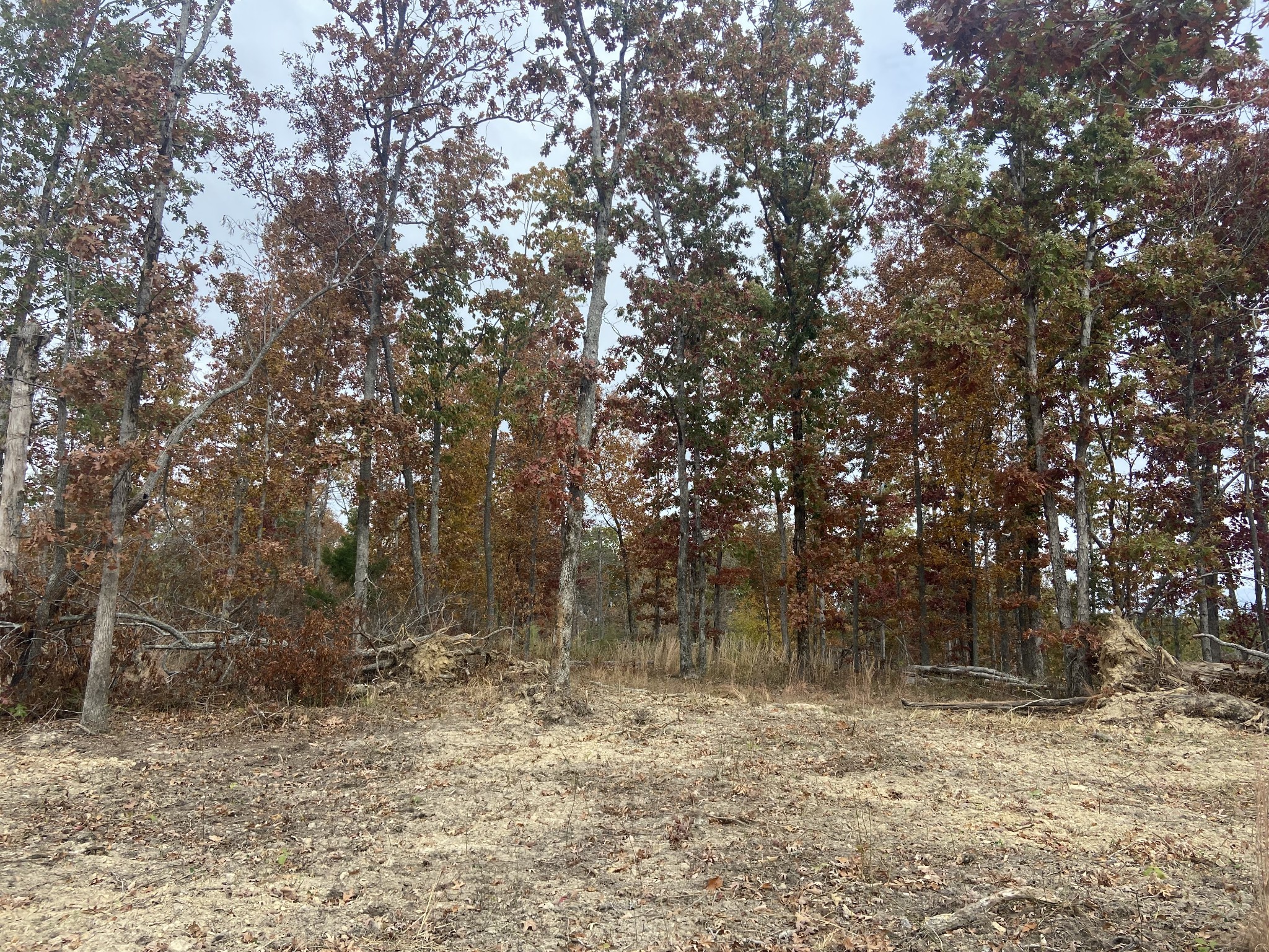 0 McCord Hollow Road Hohenwald, TN 38462 - Photo 17 of 33 Gallery Image 17