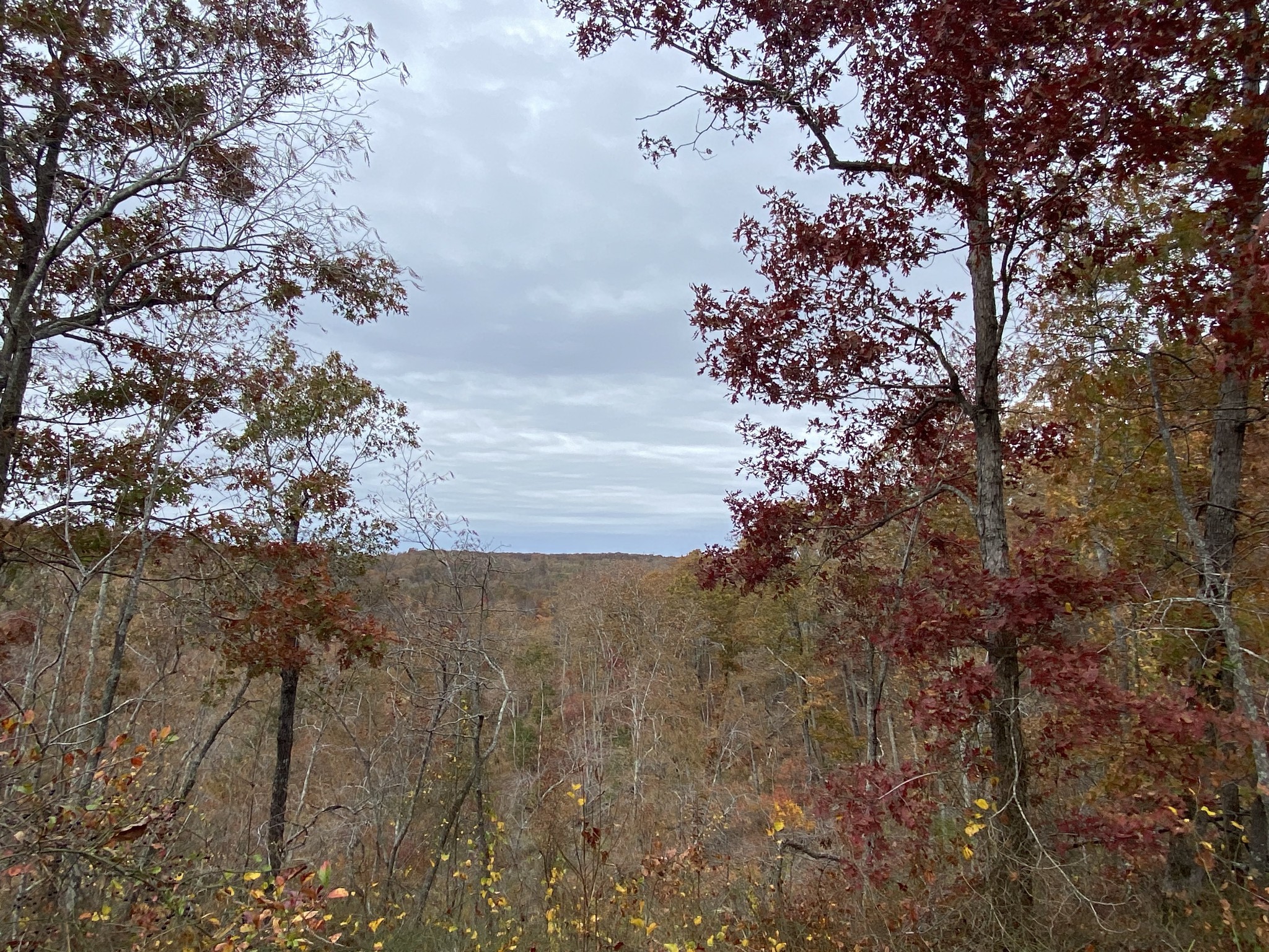 0 McCord Hollow Road Hohenwald, TN 38462 - Photo 18 of 33 Gallery Image 18