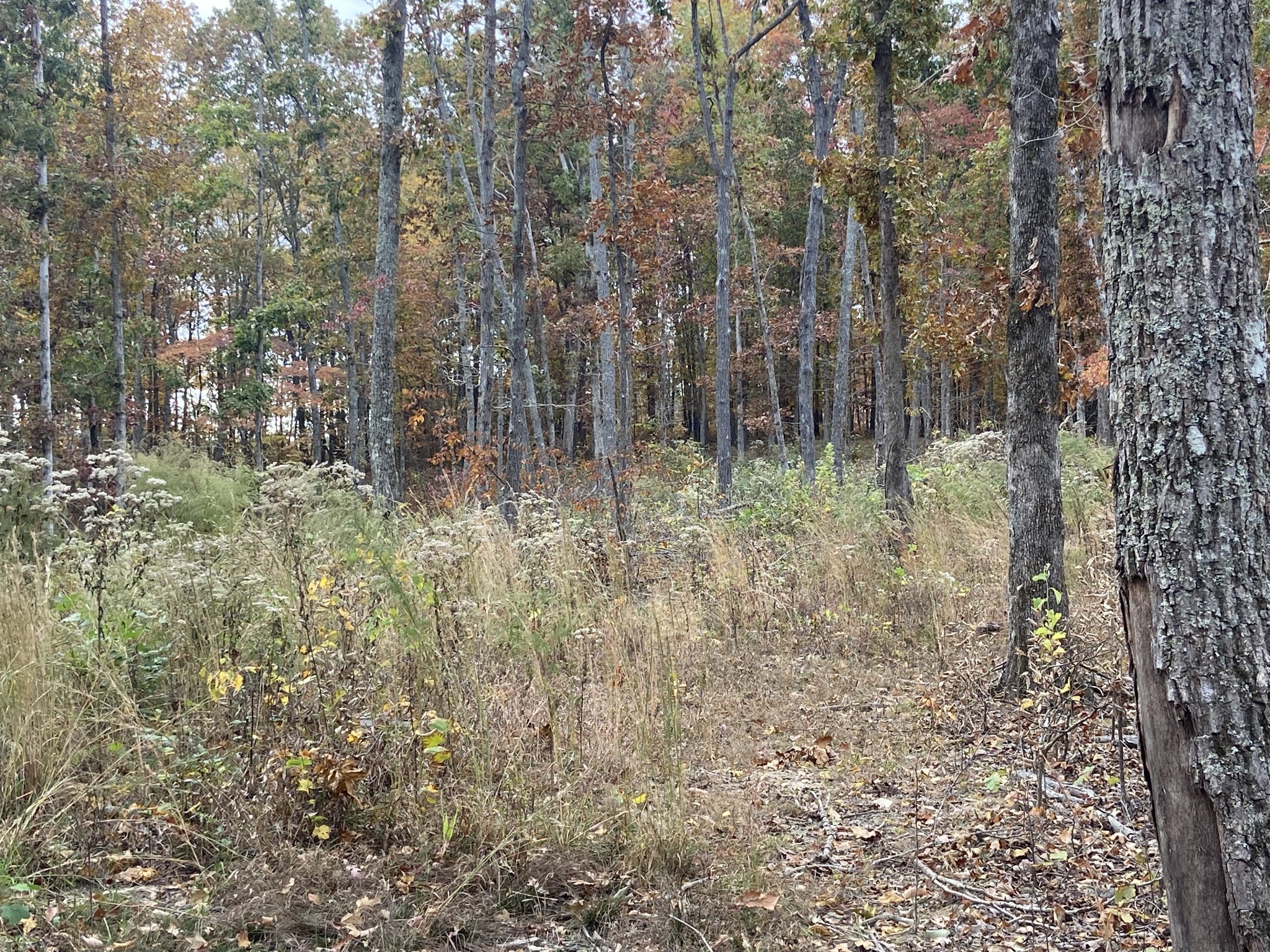 0 McCord Hollow Road Hohenwald, TN 38462 - Photo 26 of 33 Gallery Image 26
