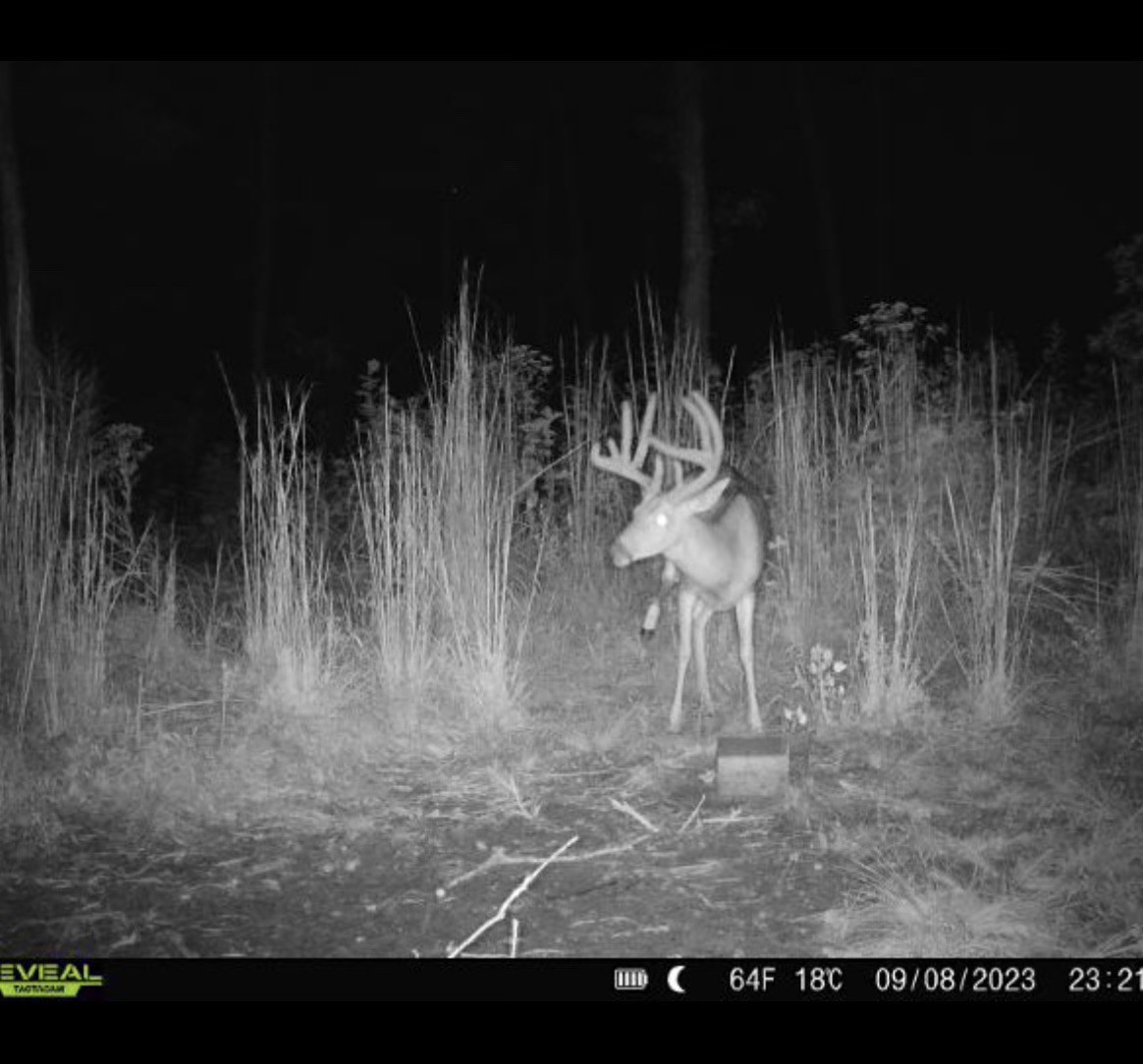 0 McCord Hollow Road Hohenwald, TN 38462 - Photo 29 of 33 Gallery Image 29