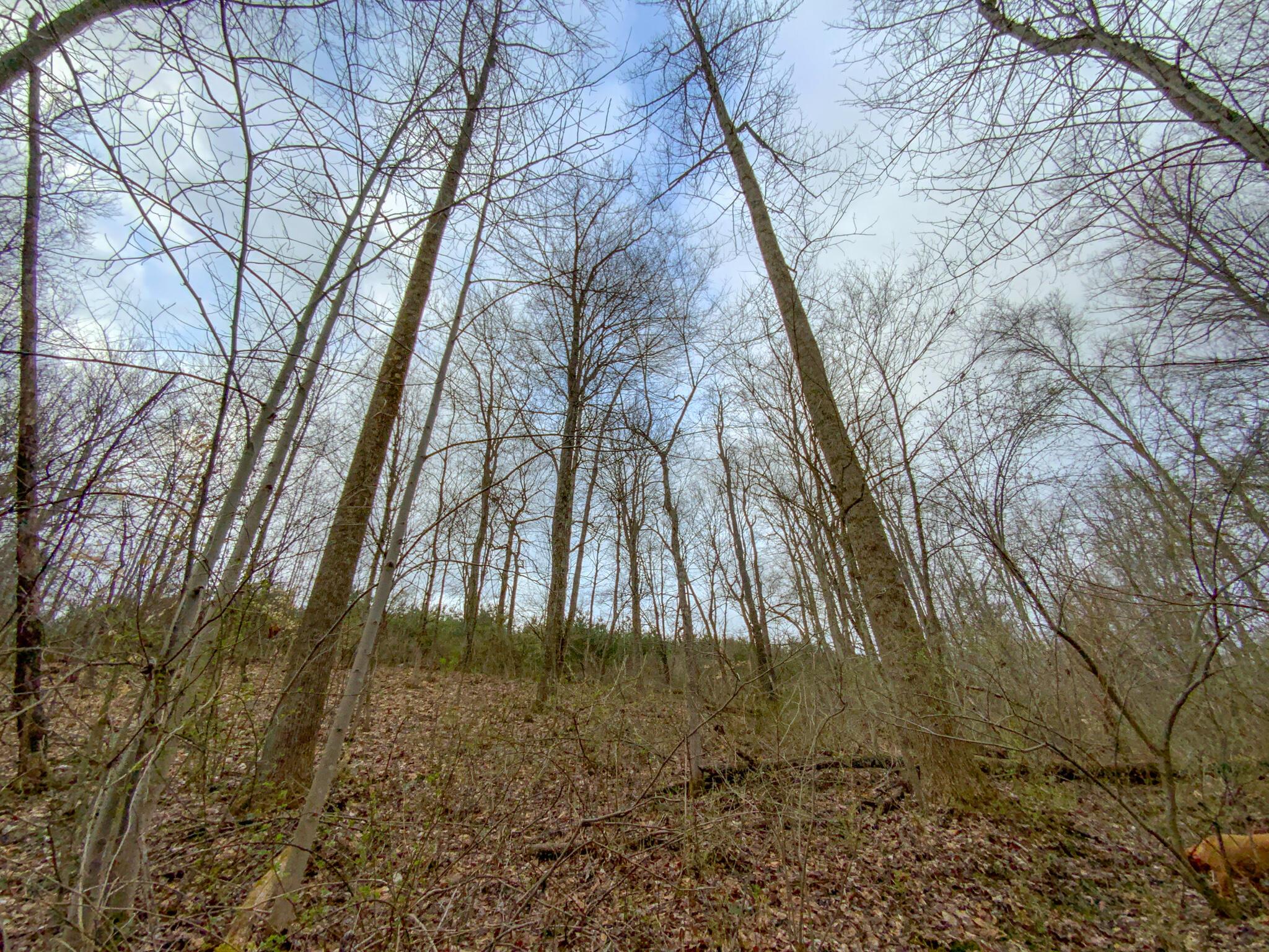 Lot 2 Fogle Road Caldwell, OH 43724 - Photo 11 of 23 IMG_5296