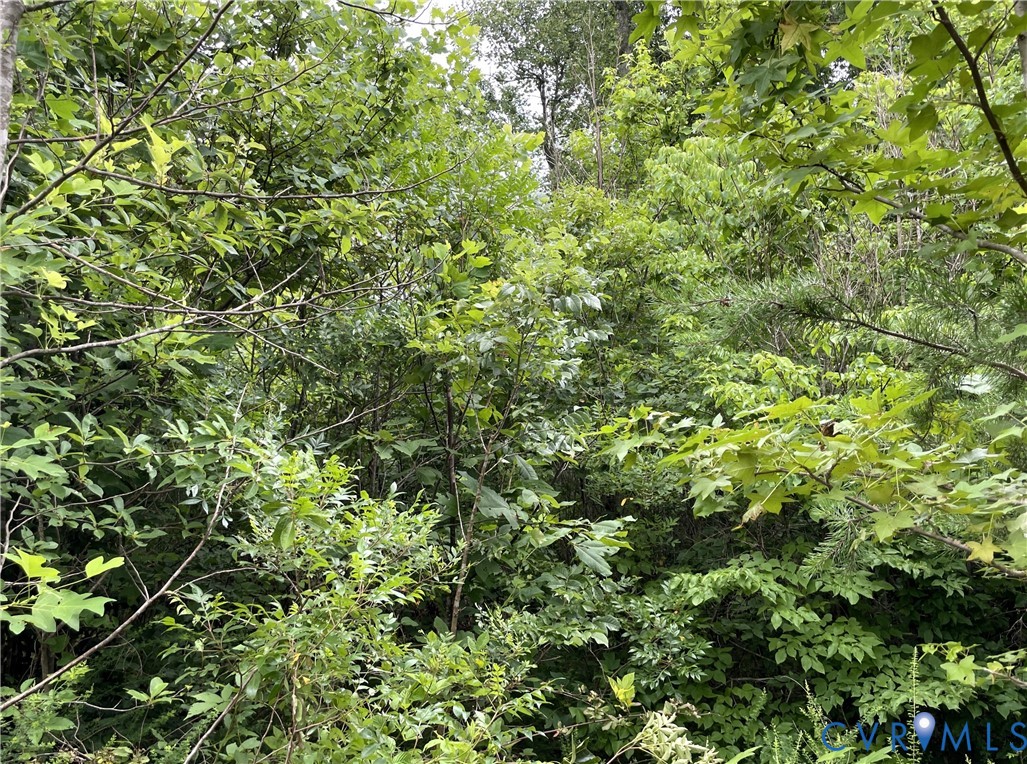 0 Horsepen Road Farmville, VA 23901 - Photo 13 of 15 Dense green foliage with a variety of deciduous tr