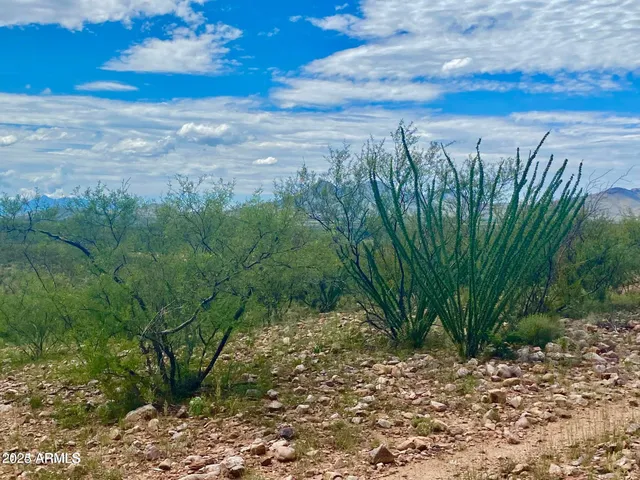 a view of a yard with an trees and plants