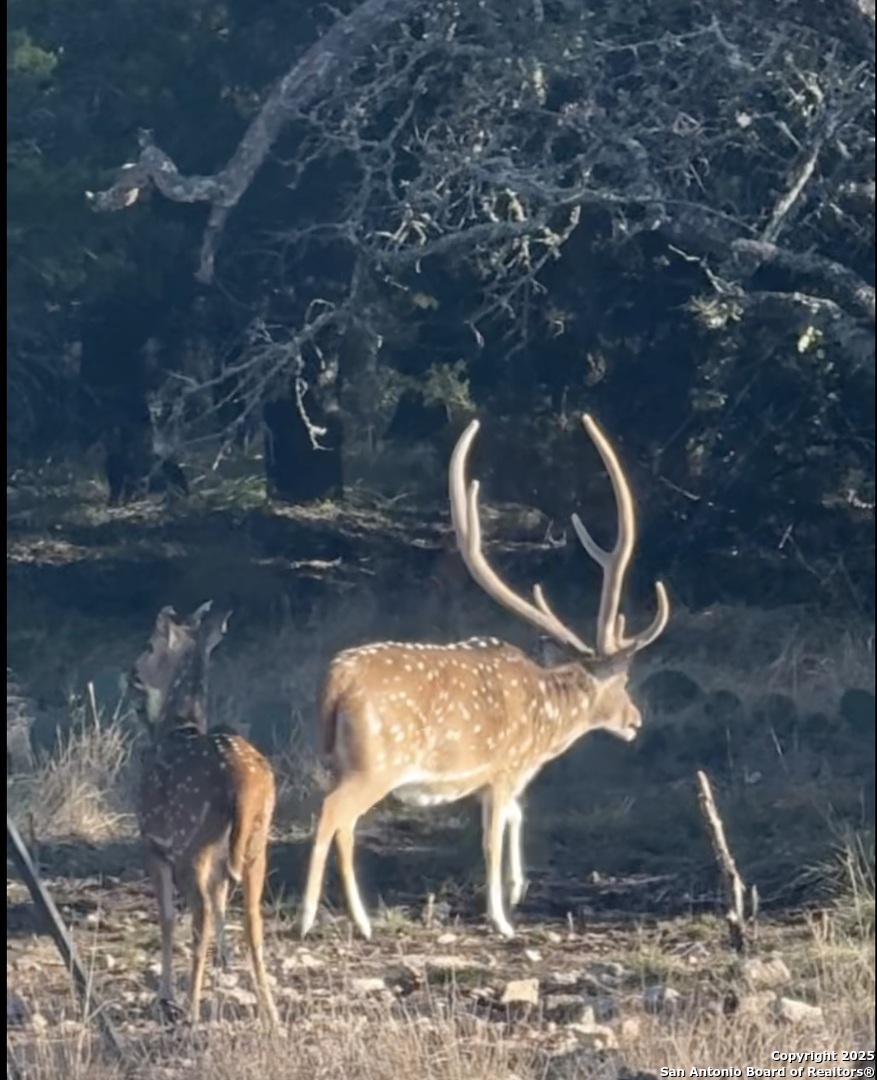 1540 Rough Rider Road Junction, TX 76874 - Photo 24 of 35 Gallery Image 24